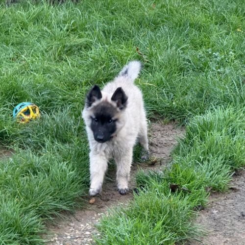 Magnifique chiot tervueren #3