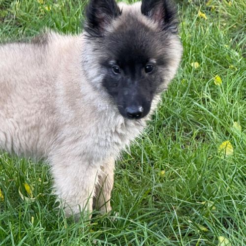 Magnifique chiot tervueren #4