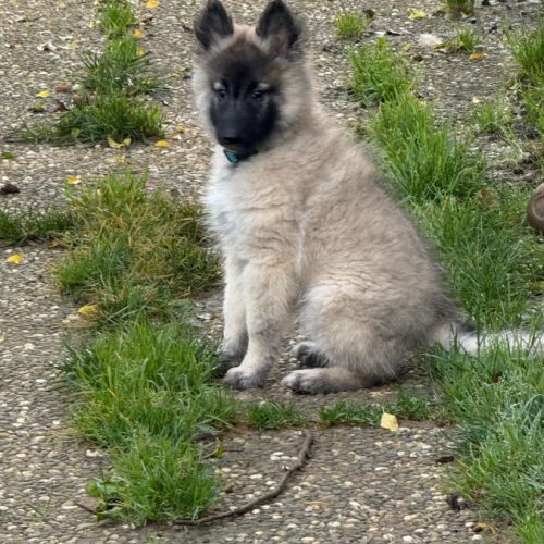 Magnifique chiot tervueren #5