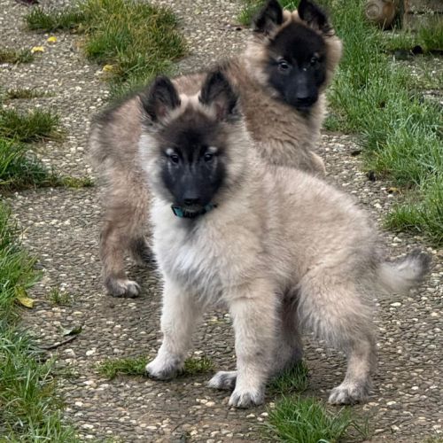Magnifique chiot tervueren #6