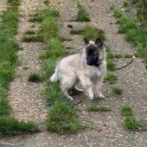 Magnifique chiot tervueren #7