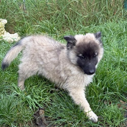 Magnifique chiot tervueren