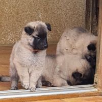 Magnifique chiot tervueren #0