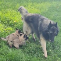 Magnifique chiot tervueren #4