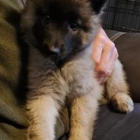 Magnifique chiot tervueren #6