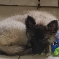 Magnifique chiot tervueren #7