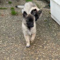 Magnifique chiot tervueren #1