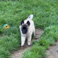 Magnifique chiot tervueren #3