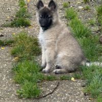 Magnifique chiot tervueren #5
