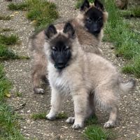 Magnifique chiot tervueren #6