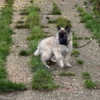 Magnifique chiot tervueren #7