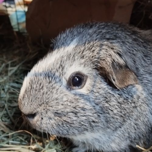 2 chons cherchent nouvelle famille