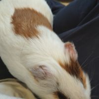 2 chons cherchent nouvelle famille #2