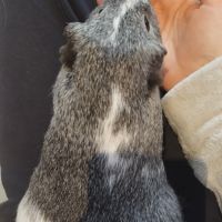 2 chons cherchent nouvelle famille #3