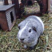 2 chons cherchent nouvelle famille #4