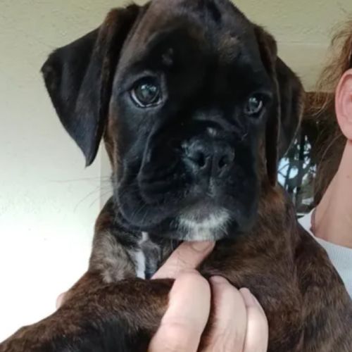 Chiots boxer lof a reserver #2