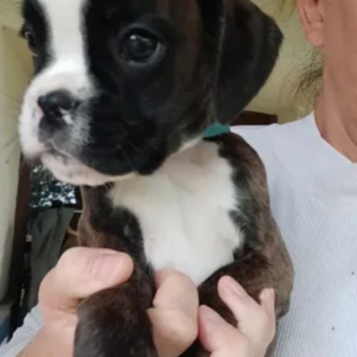 Chiots boxer lof a reserver #3