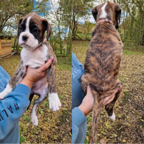 Chiots boxer lof a reserver #4