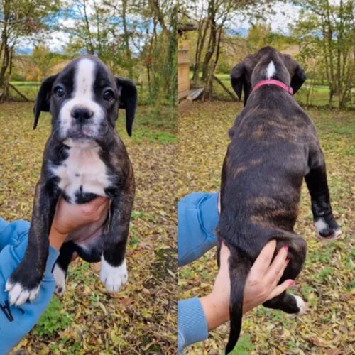 Chiots boxer lof a reserver #5