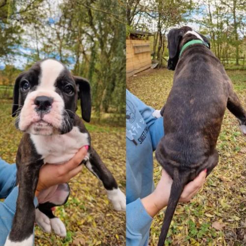 Chiots boxer lof a reserver #6