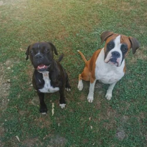 Chiots boxer lof a reserver #7