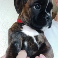 Chiots boxer lof a reserver #0