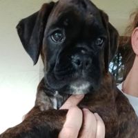 Chiots boxer lof a reserver #2