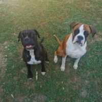 Chiots boxer lof a reserver #7