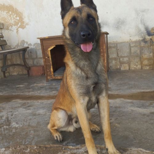 Kant, jeune berger belge malinois à adopter ! 🐾 #4