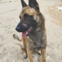 Kant, jeune berger belge malinois à adopter ! 🐾 #1