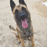 Kant, jeune berger belge malinois à adopter ! 🐾 #2