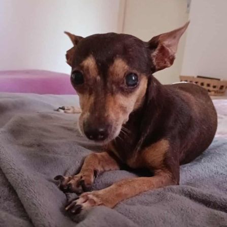 Ziggy le petit pinscher #7