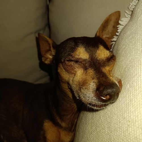 Ziggy le petit pinscher #8