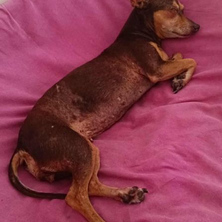 Ziggy le petit pinscher #9