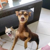 Ziggy le petit pinscher #6