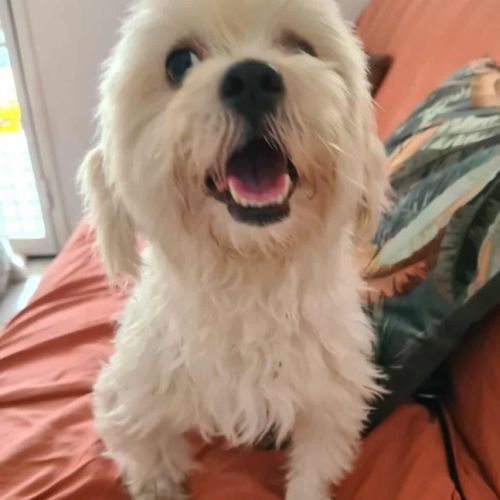 Cooper le joli coeur #1