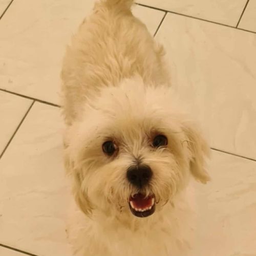 Cooper le joli coeur #3