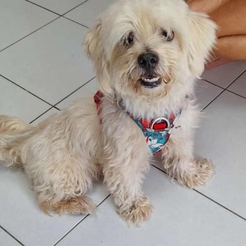 Cooper le joli coeur #4