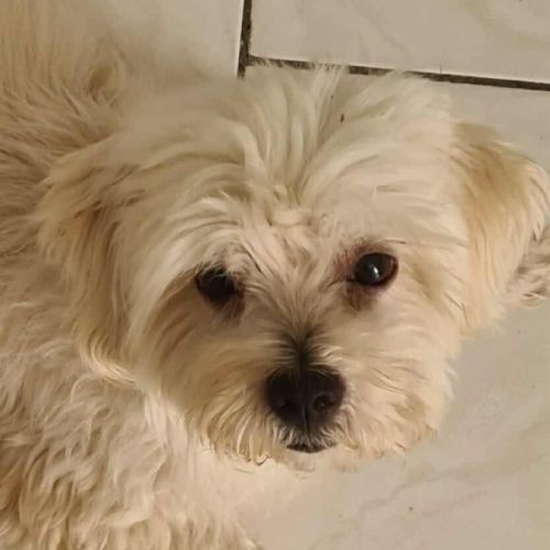 Cooper le joli coeur #7