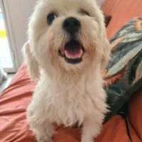 Cooper le joli coeur #1