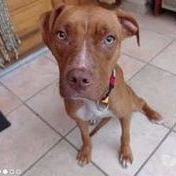 Chien tweet à l adoption #0