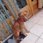 Chien tweet à l adoption #2