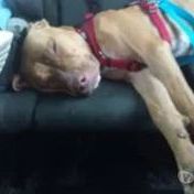 Chien tweet à l adoption #3