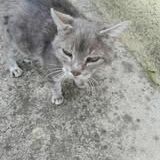 Chat papi chat à l adoption