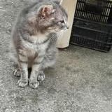 Chat papi chat à l adoption #2