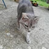 Chat papi chat à l adoption #3