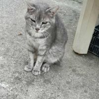 Chat papi chat à l adoption #4