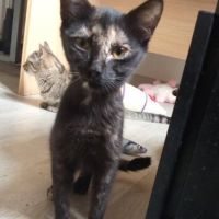 Chat kiwi à l adoption