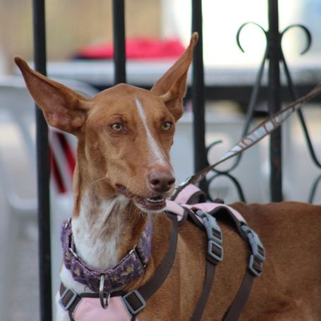 Reina, une jeune podenca de toute beauté #4