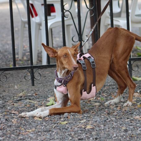 Reina, une jeune podenca de toute beauté #5